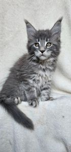 Девочка в красивой шубке