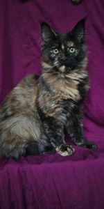 Черепаховая девочка мейн кун