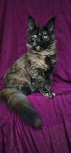 Черепаховая девочка мейн кун