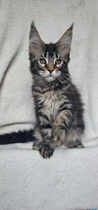 Девочка дикого окраса мейн кун