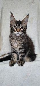 Девочка дикого окраса мейн кун