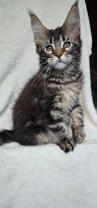 Девочка дикого окраса мейн кун