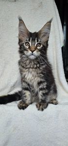 Девочка дикого окраса мейн кун