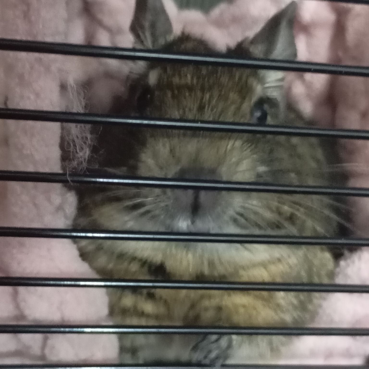 Продам білочку ДЕГУ дівчинка