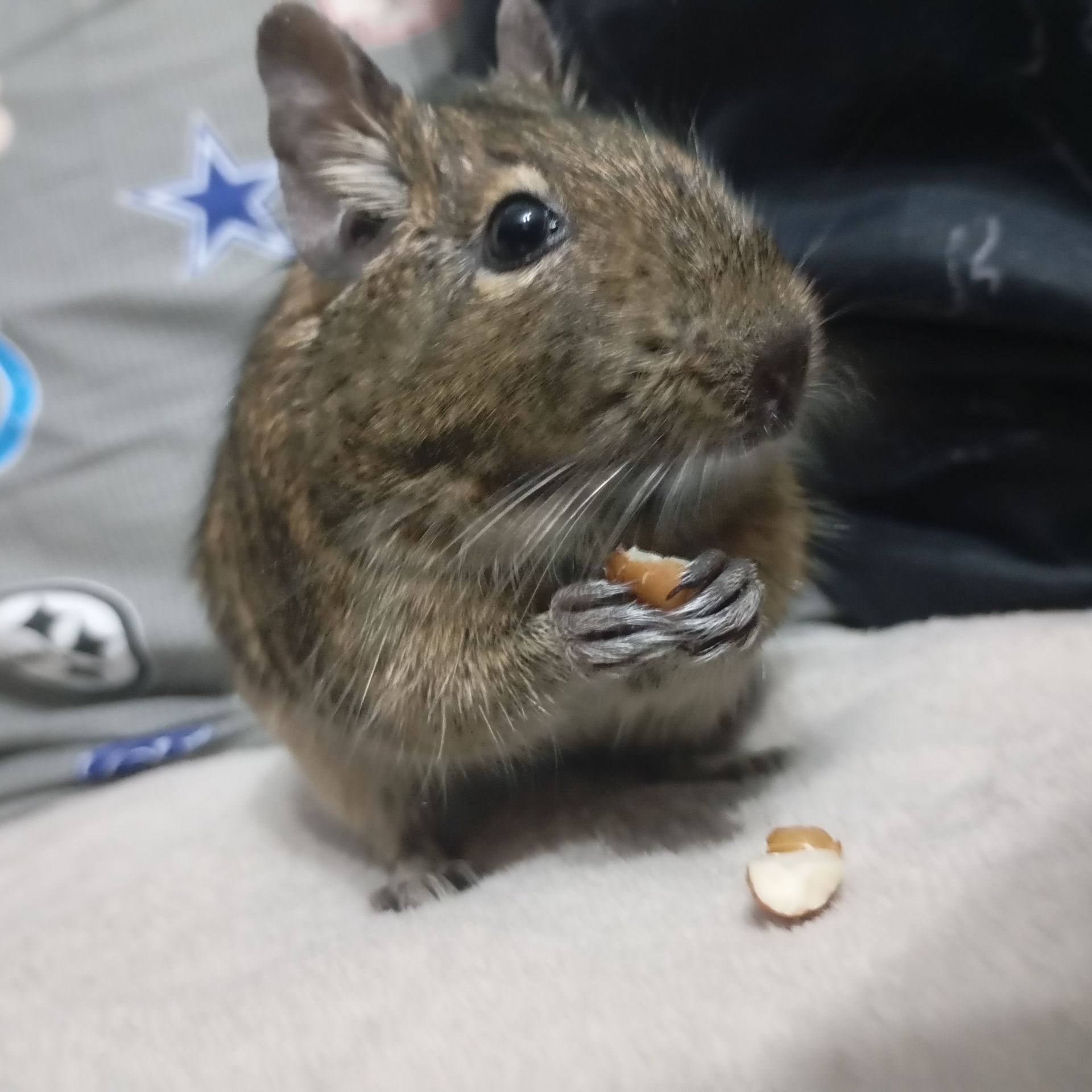 Продам білочку ДЕГУ дівчинка