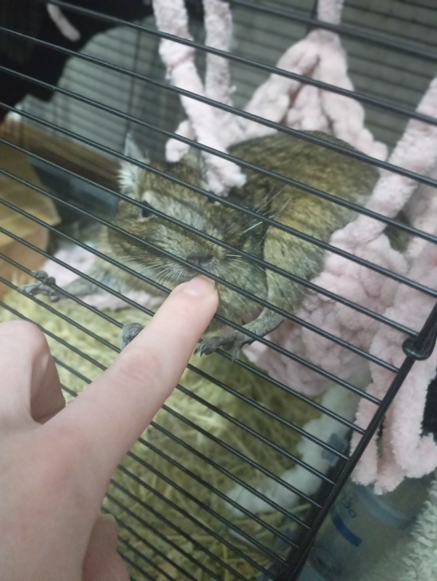 Продам білочку ДЕГУ дівчинка