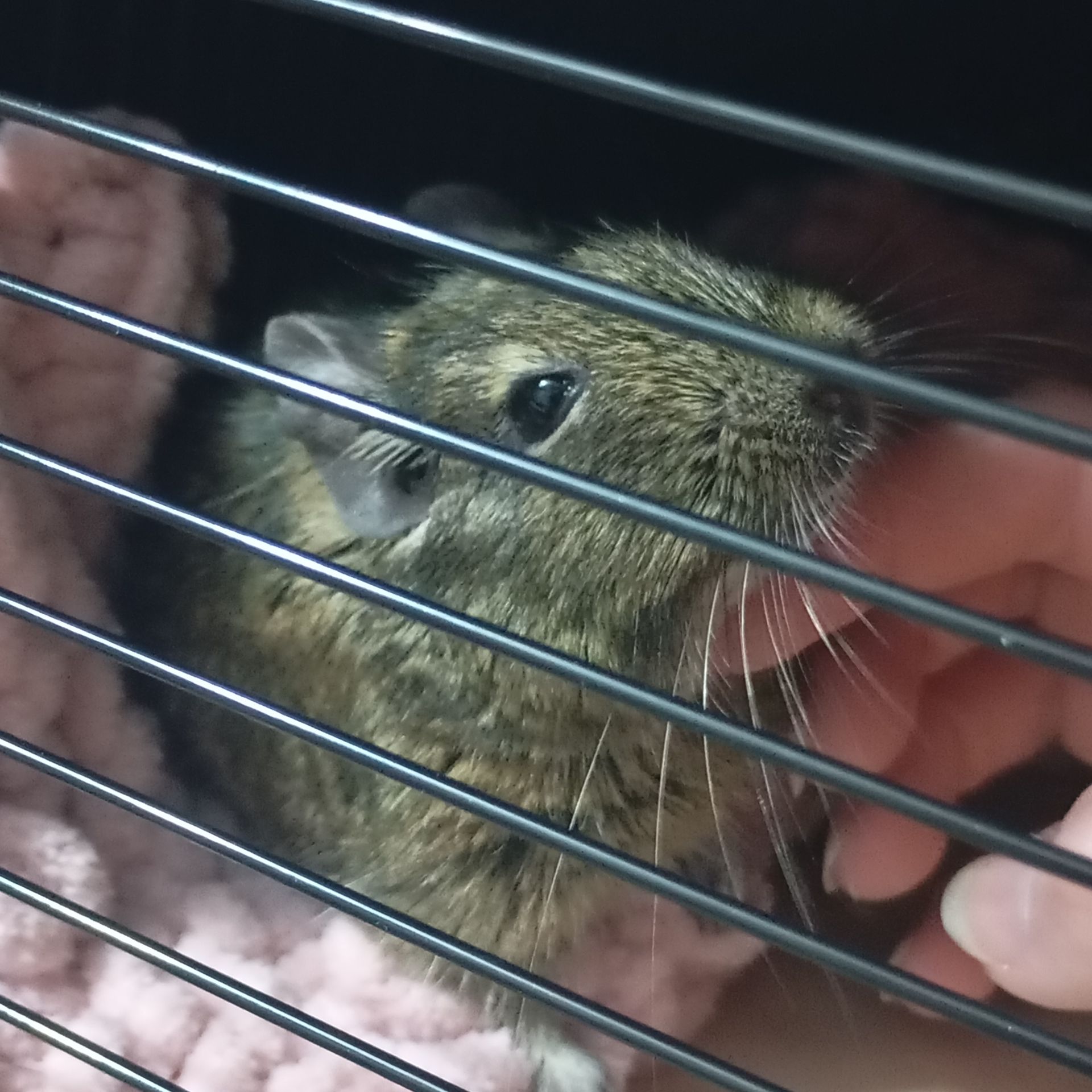 Продам білочку ДЕГУ дівчинка