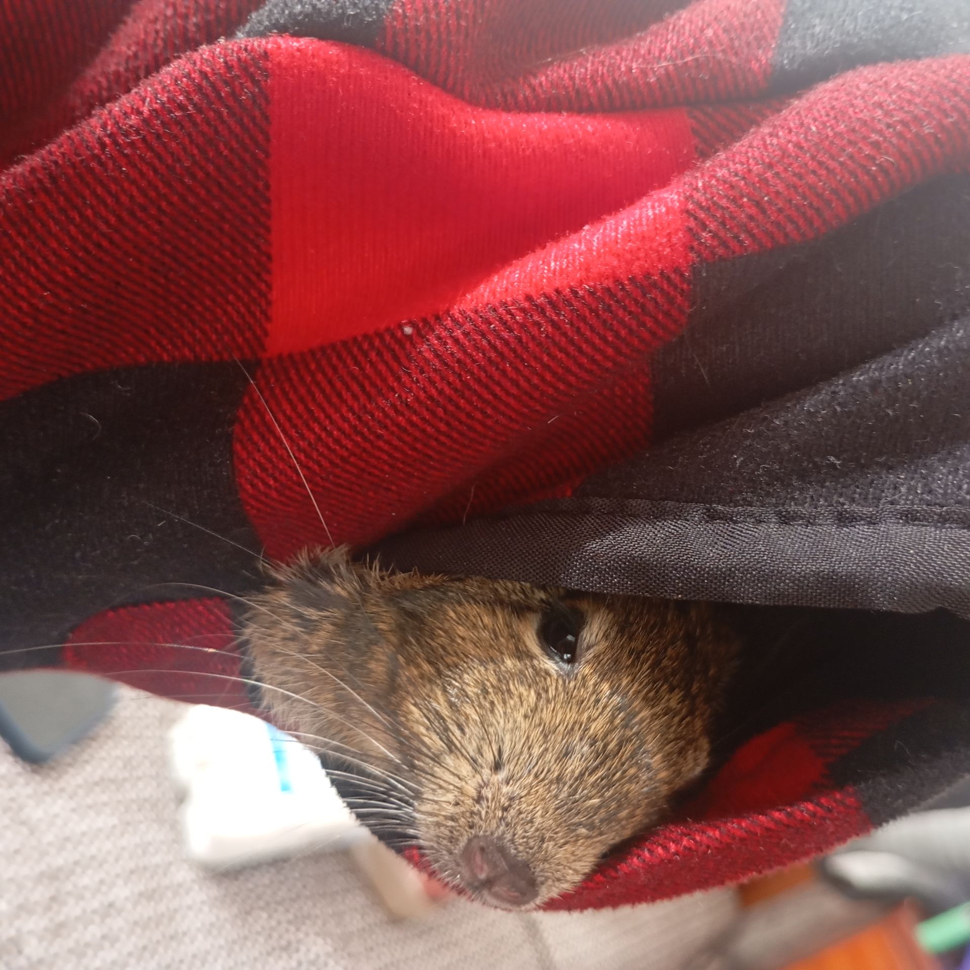 Продам білочку ДЕГУ дівчинка