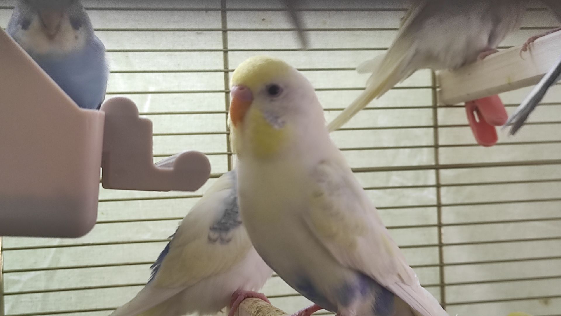 Радужные волнистые попугайчики