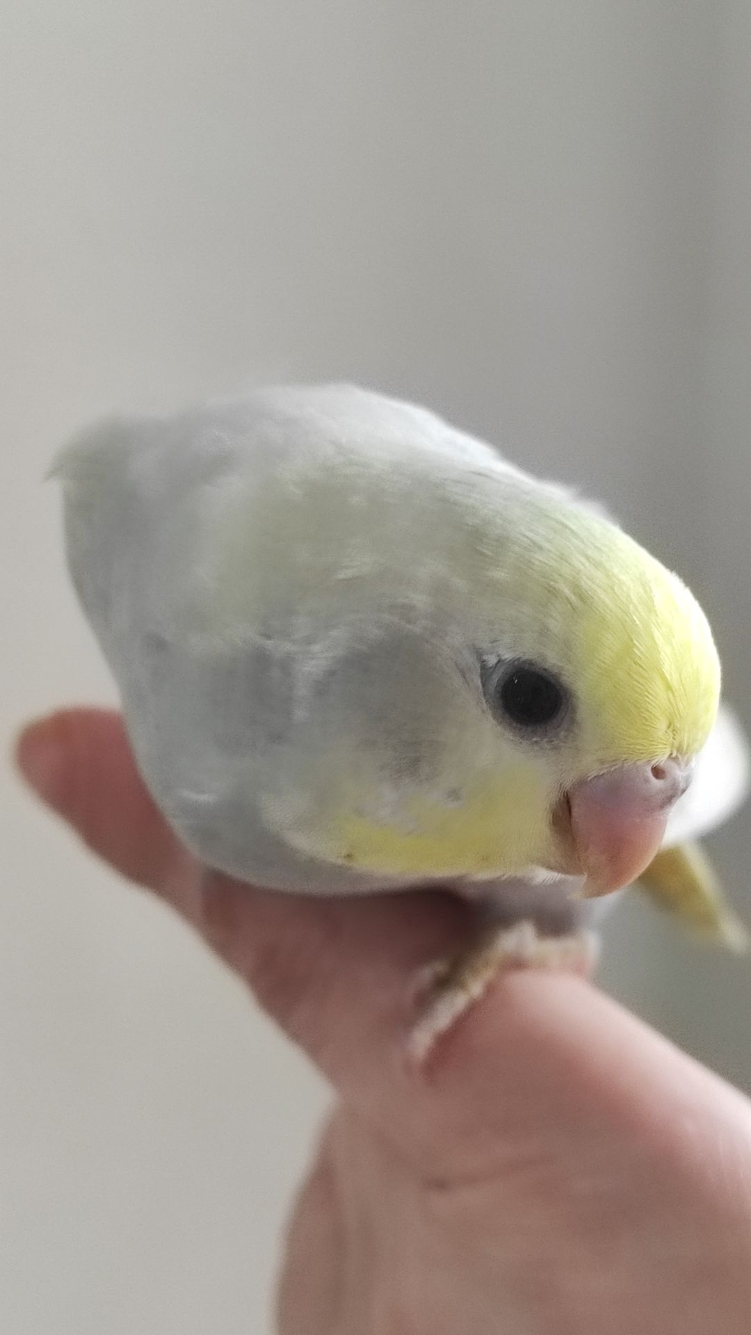 Радужный волнистый попугай