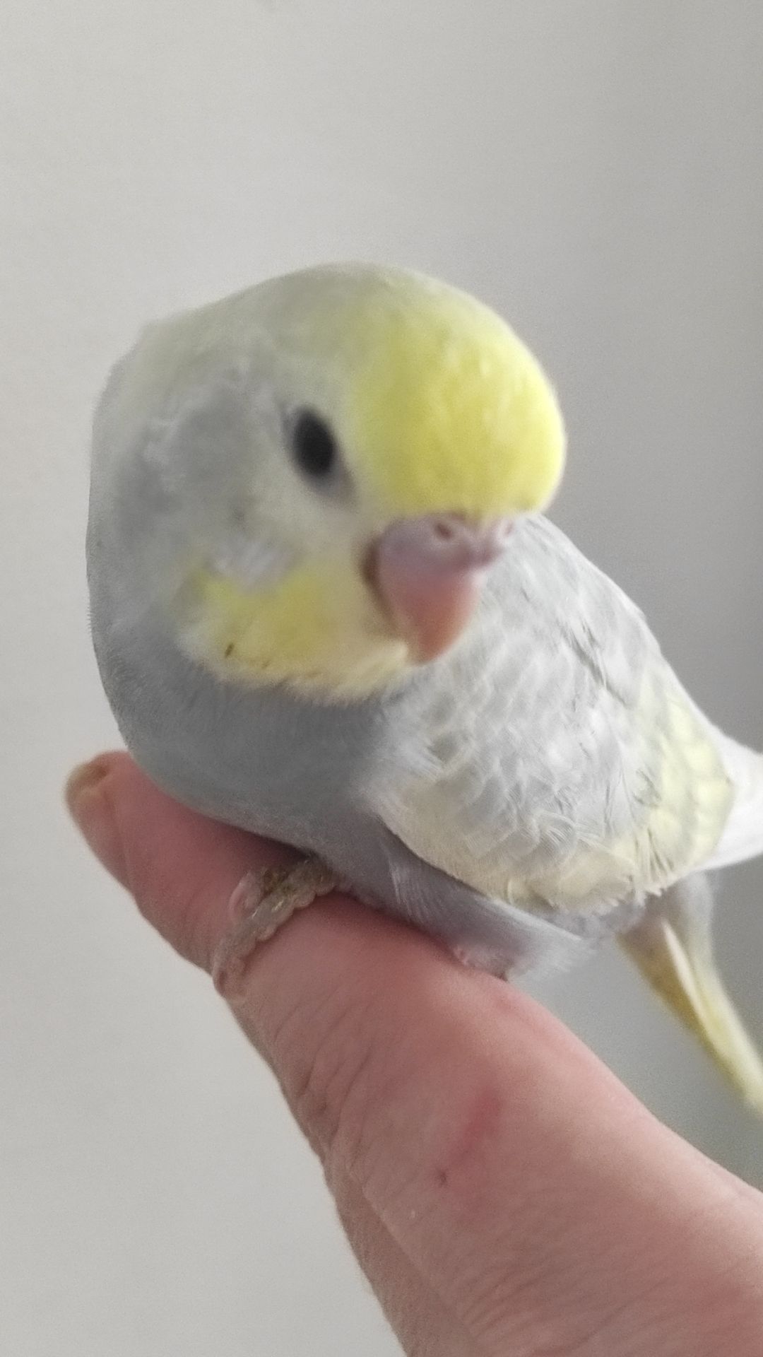 Радужный волнистый попугай