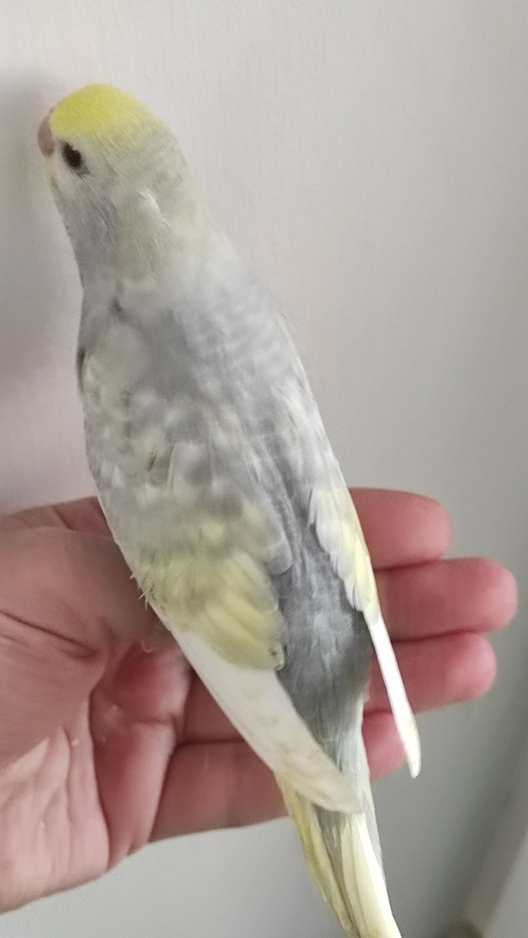 Радужный волнистый попугай