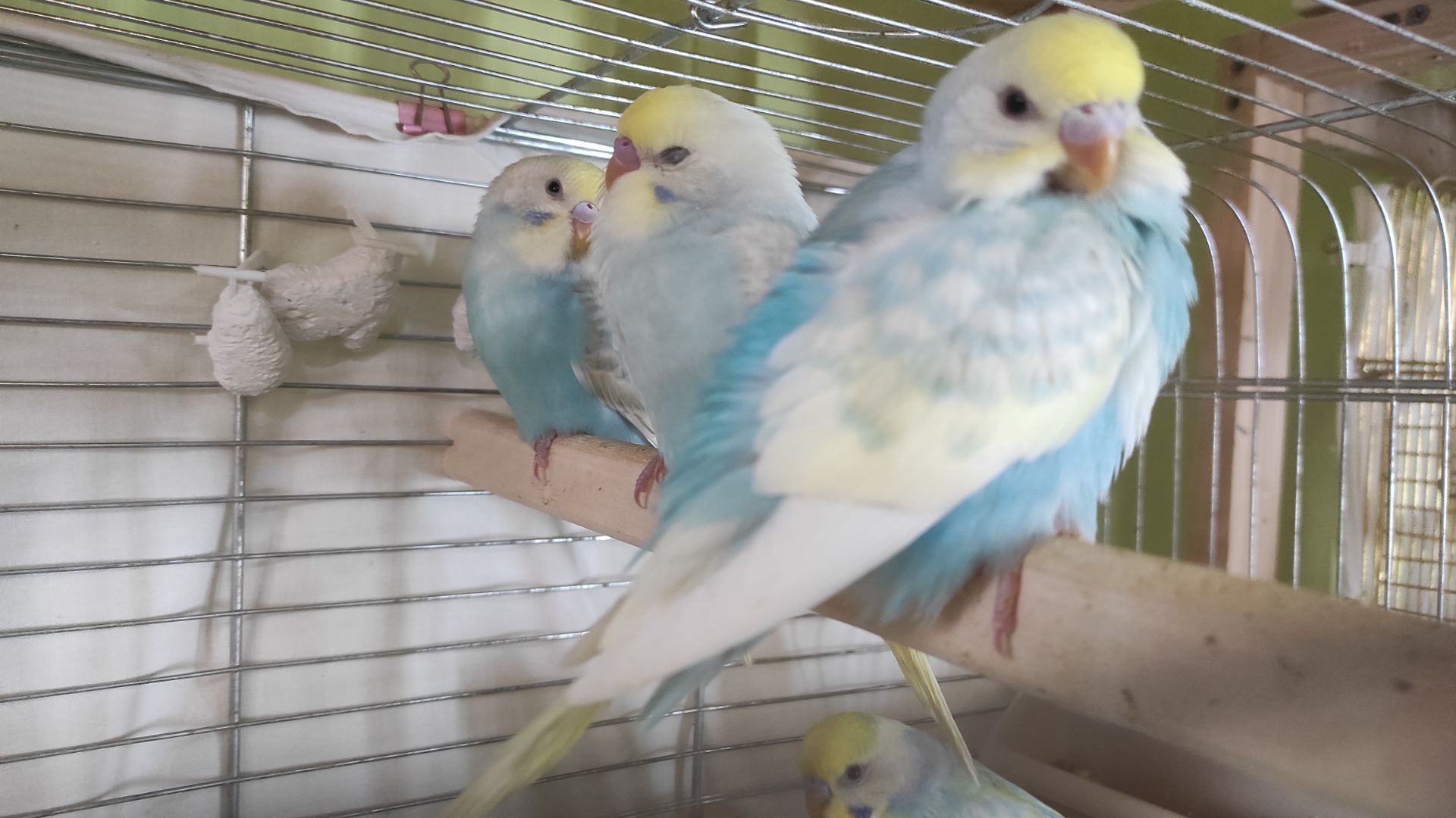 Радужные волнистые попугайчики