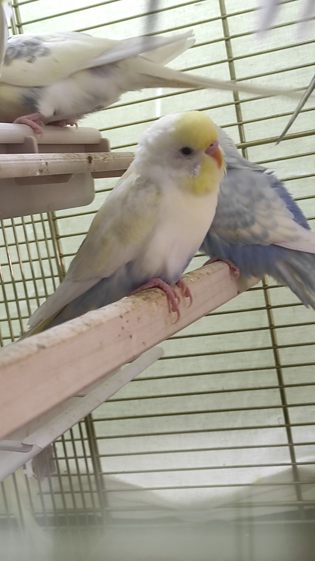 Радужные волнистые попугайчики