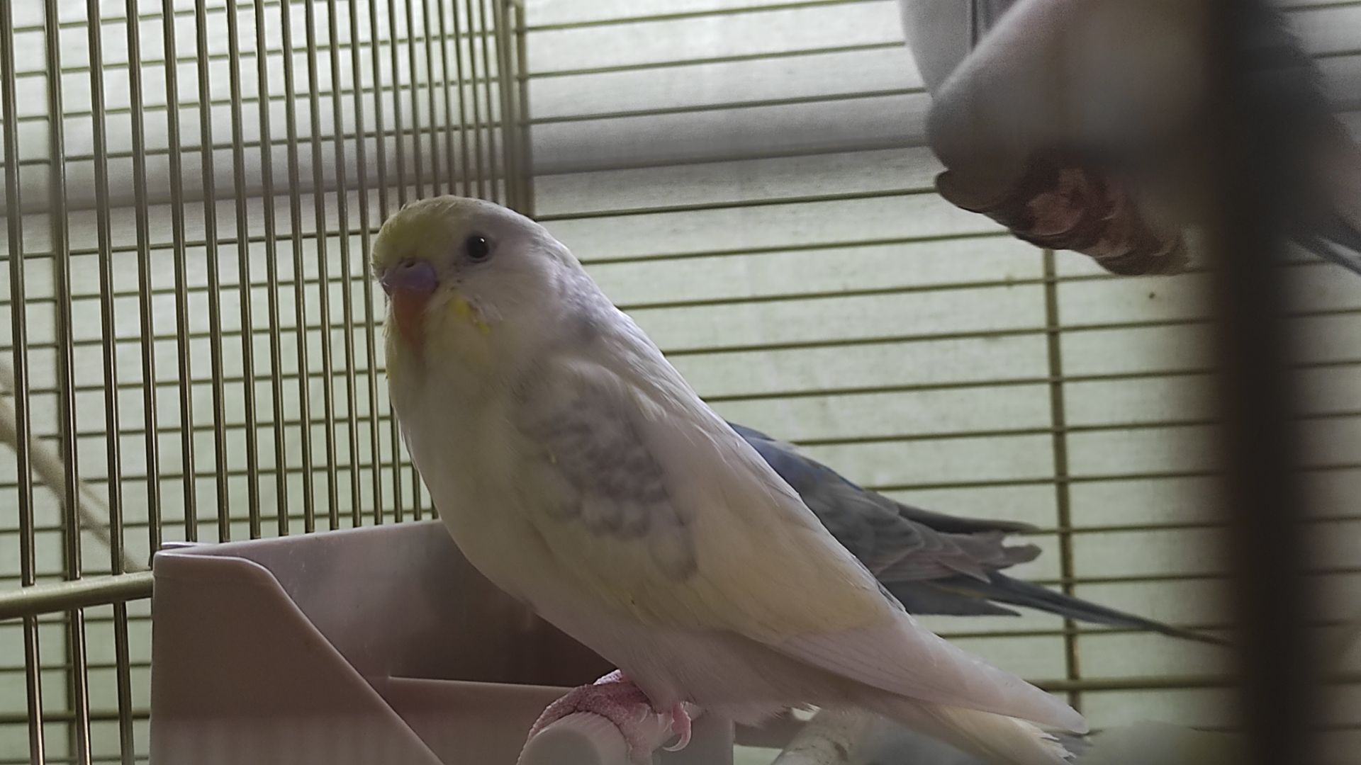 Радужные волнистые попугайчики