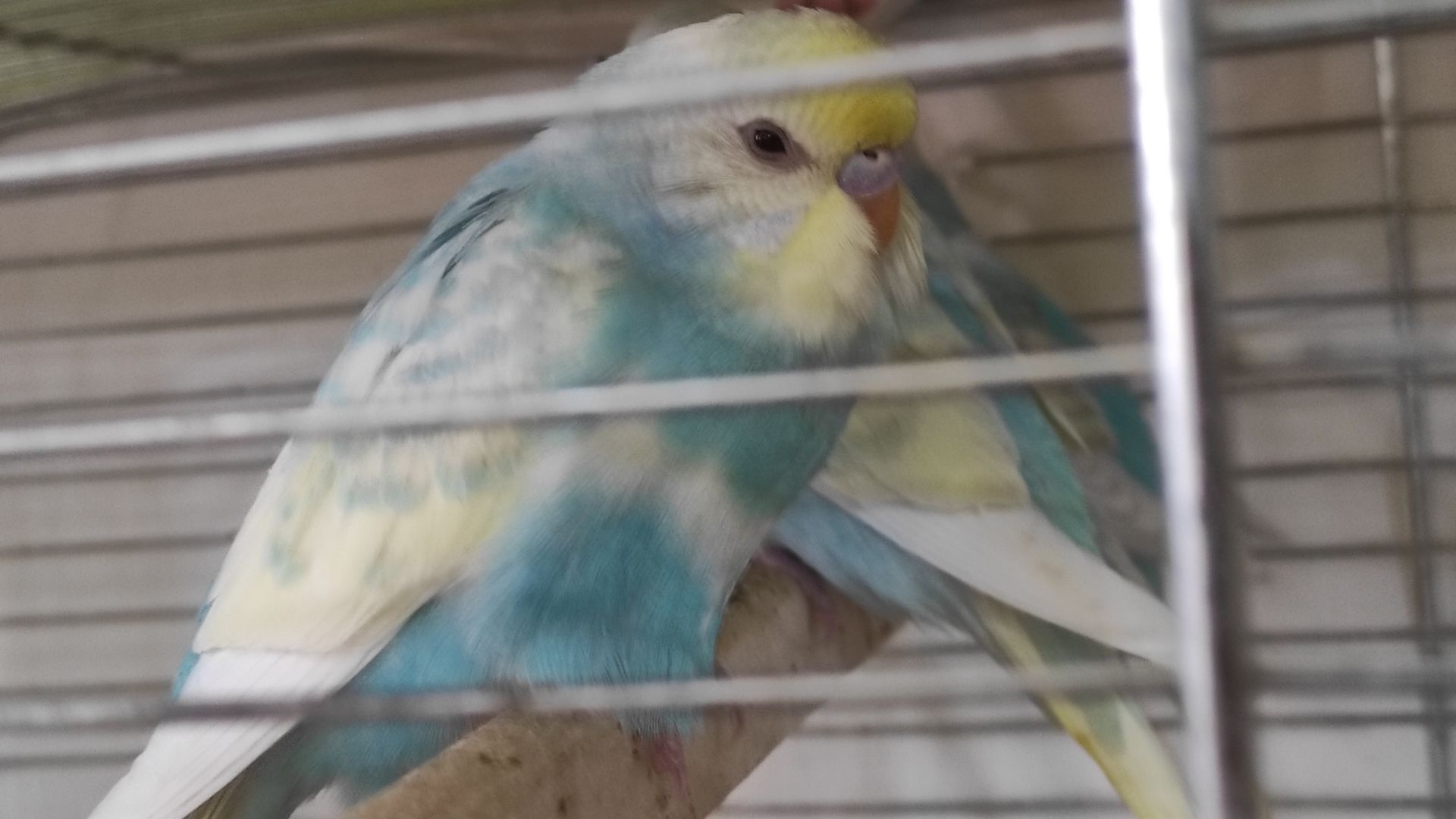 Радужные волнистые попугайчики