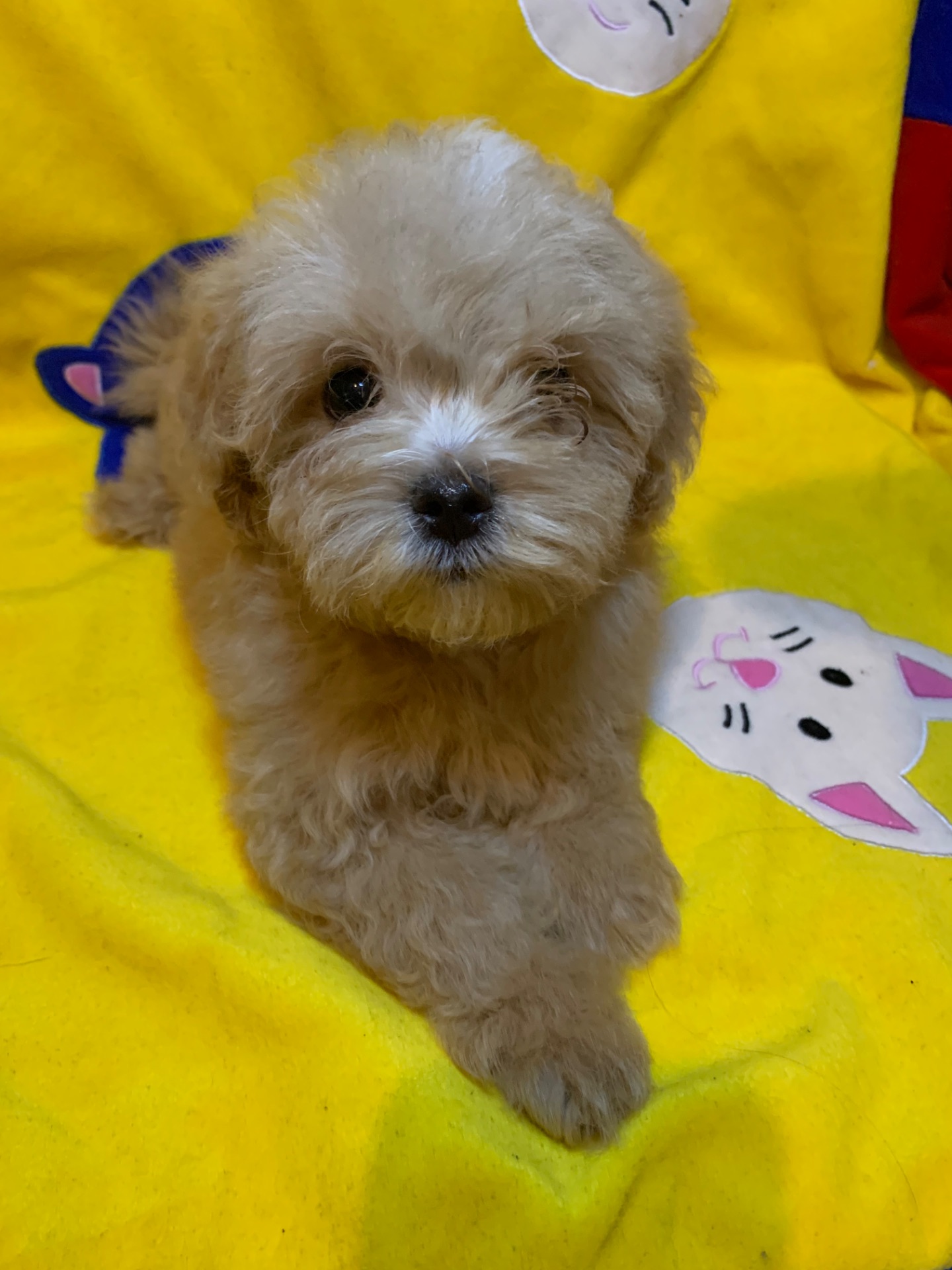 Мальтіпу малюки