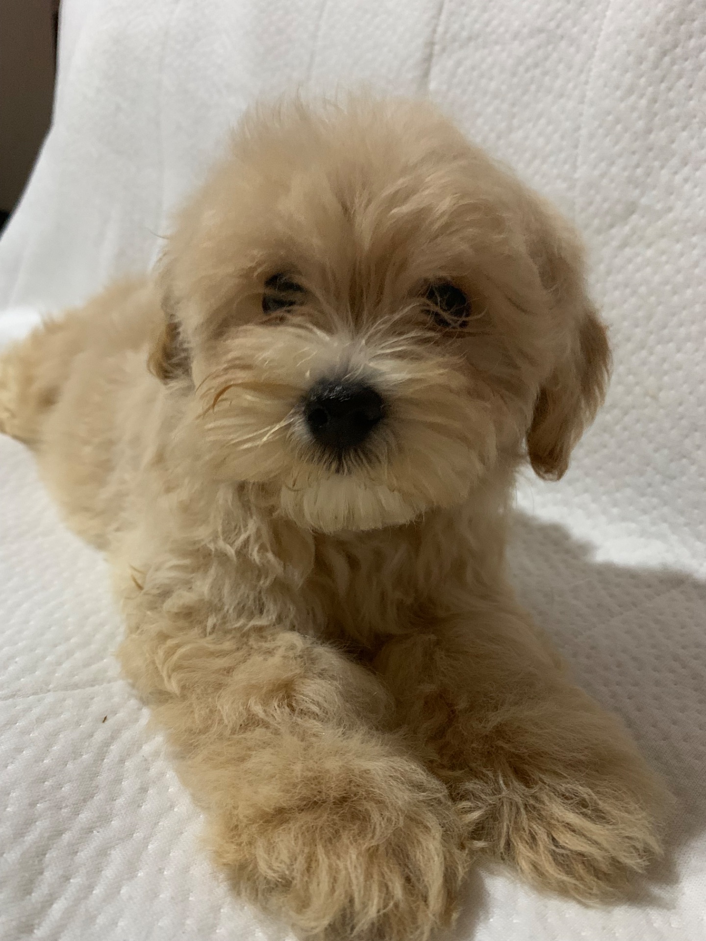 Мальтіпу малюки