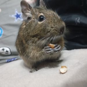 Продам білочку ДЕГУ дівчинка