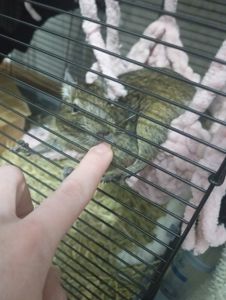 Продам білочку ДЕГУ дівчинка