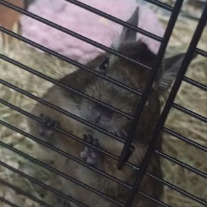 Продам білочку ДЕГУ дівчинка