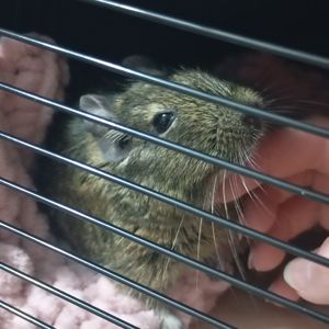 Продам білочку ДЕГУ дівчинка