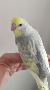 Радужный волнистый попугай