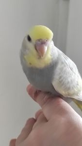 Радужный волнистый попугай