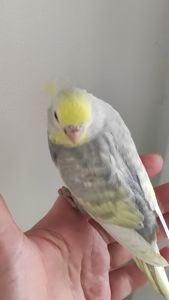 Радужный волнистый попугай