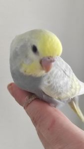 Радужный волнистый попугай