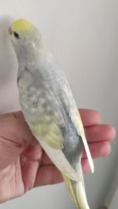 Радужный волнистый попугай