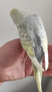 Радужный волнистый попугай