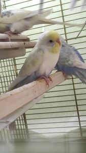 Радужные волнистые попугайчики