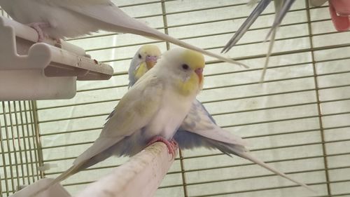 Радужные волнистые попугайчики