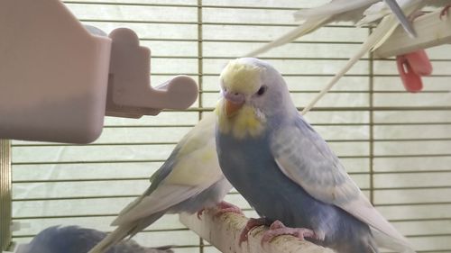 Радужные волнистые попугайчики