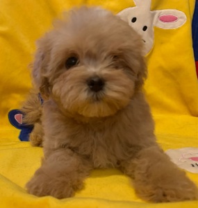 Мальтіпу малюки