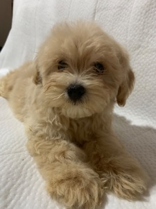 Мальтіпу малюки