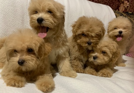 Мальтіпу малюки