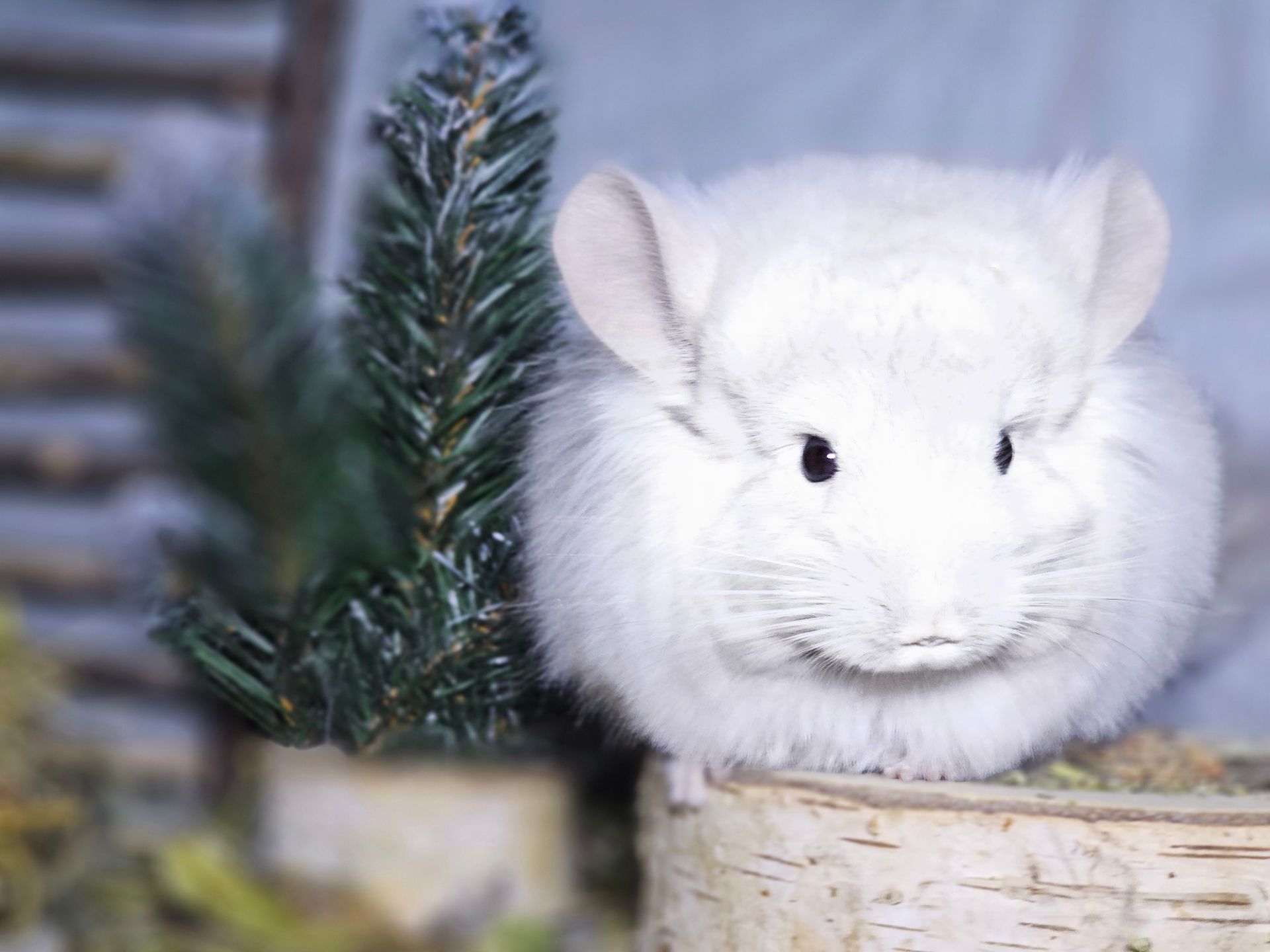 Мальчик Фиолетовая Анорская Пастель