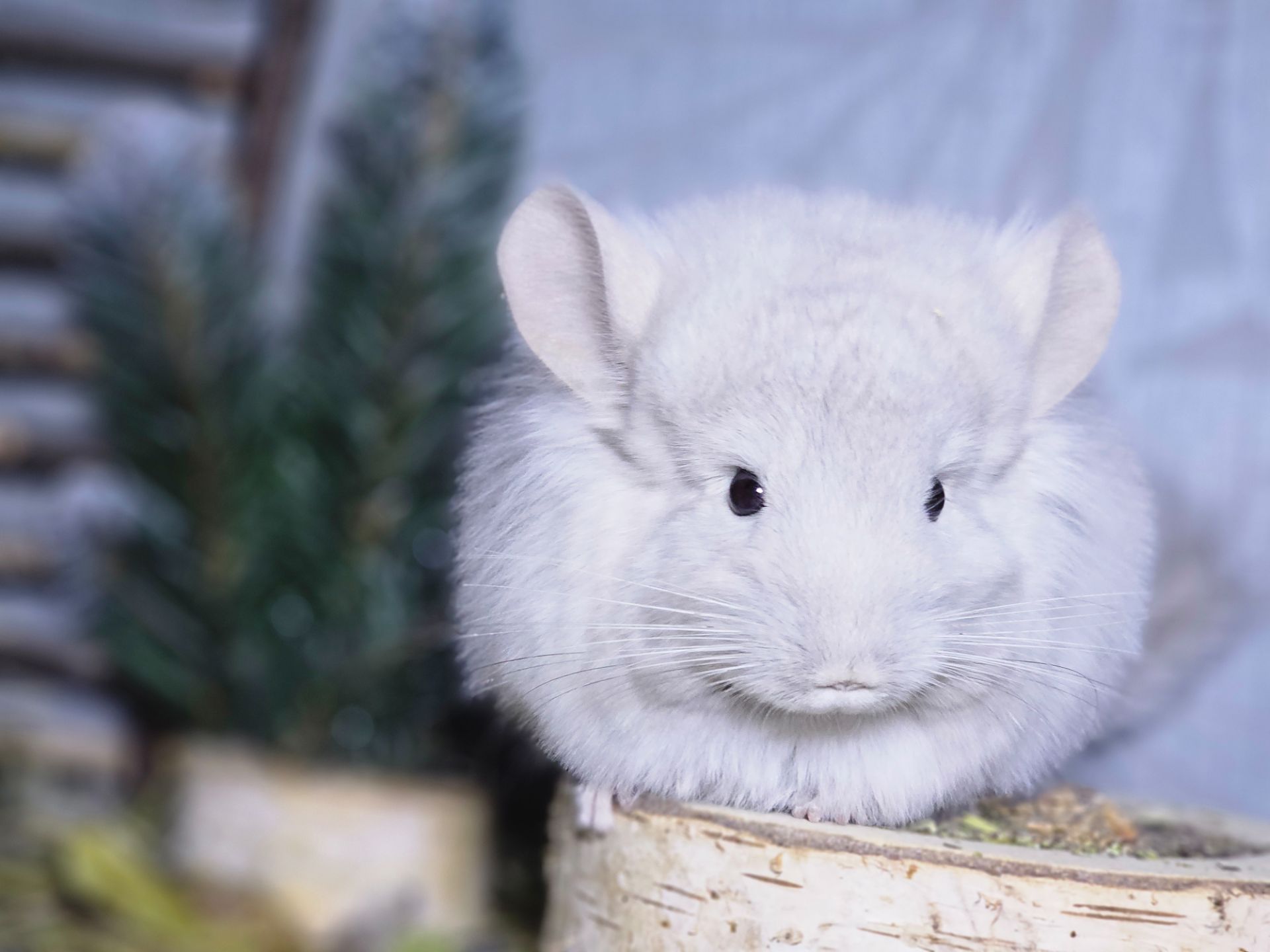 Мальчик Фиолетовая Анорская Пастель