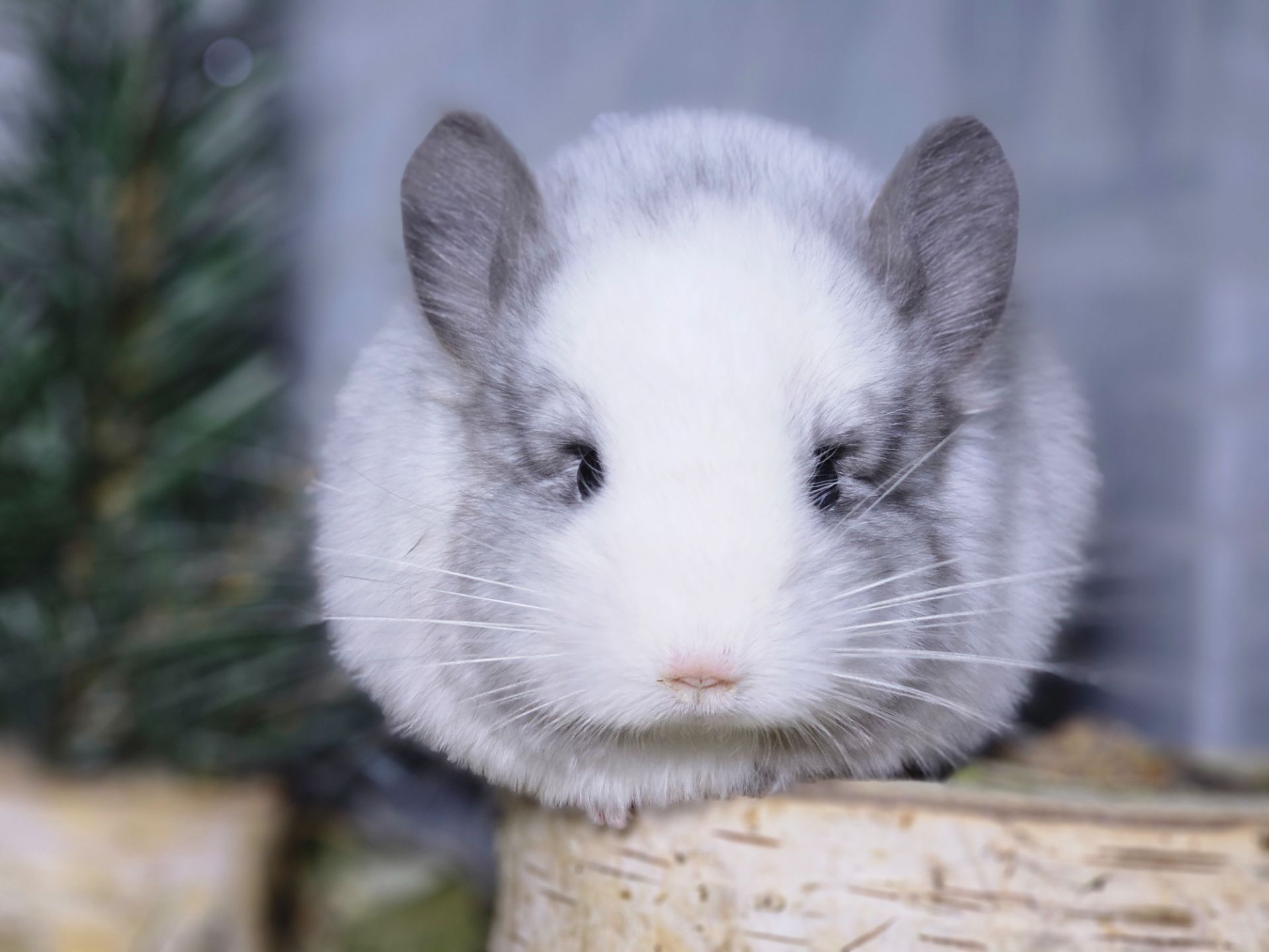 Белый Бархатный Ангоский Эбони