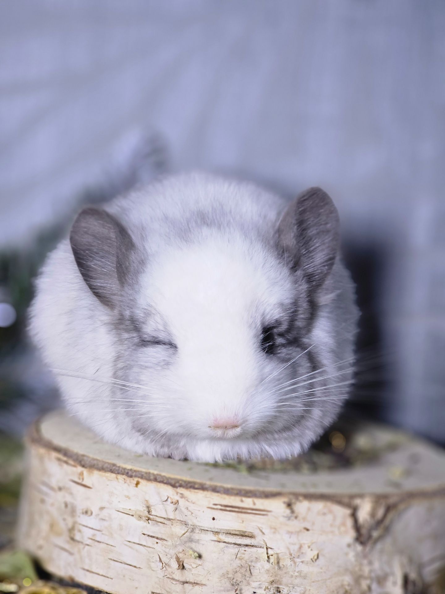 Белый Бархатный Ангоский Эбони