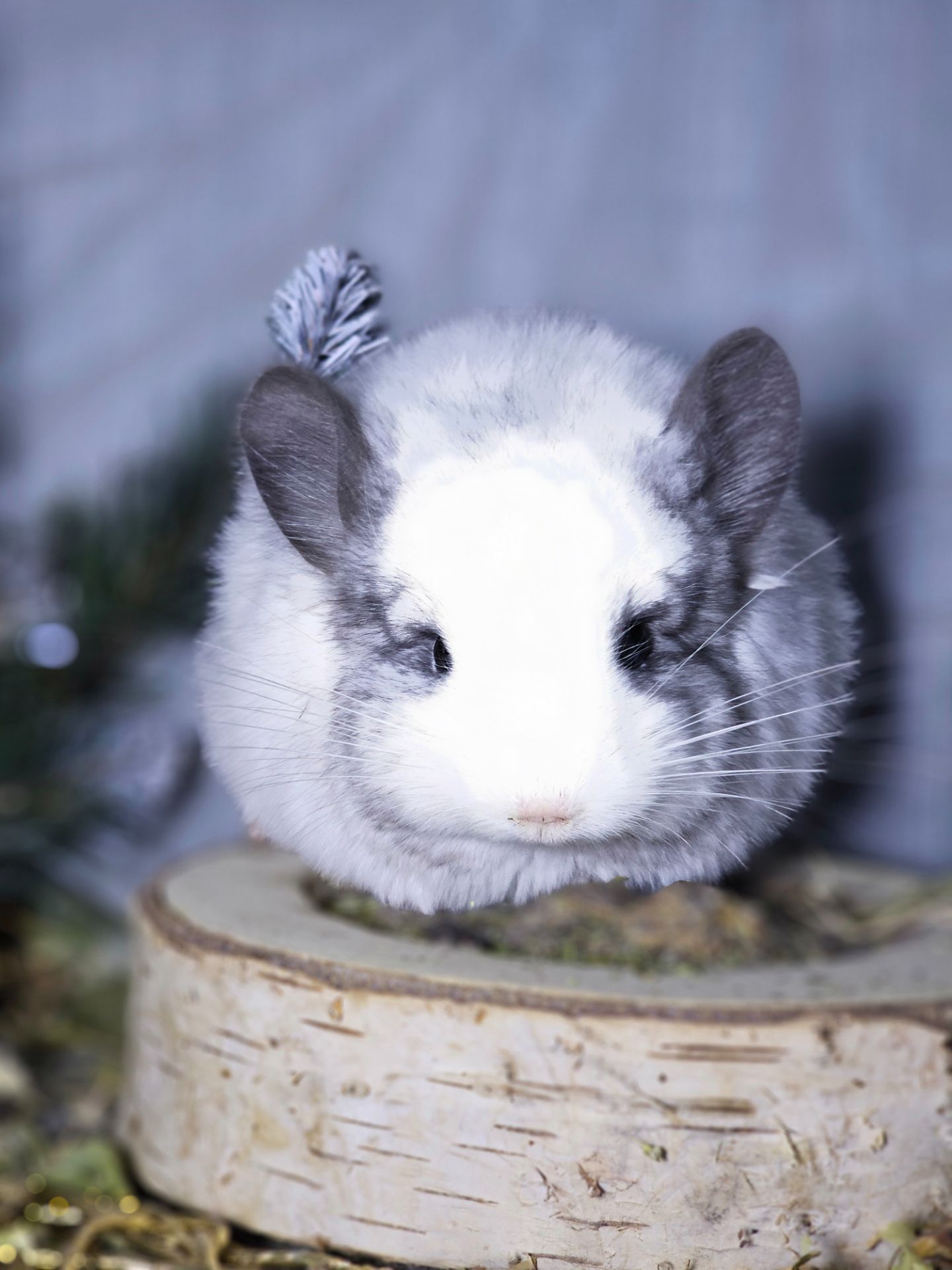 Белый Бархатный Ангоский Эбони