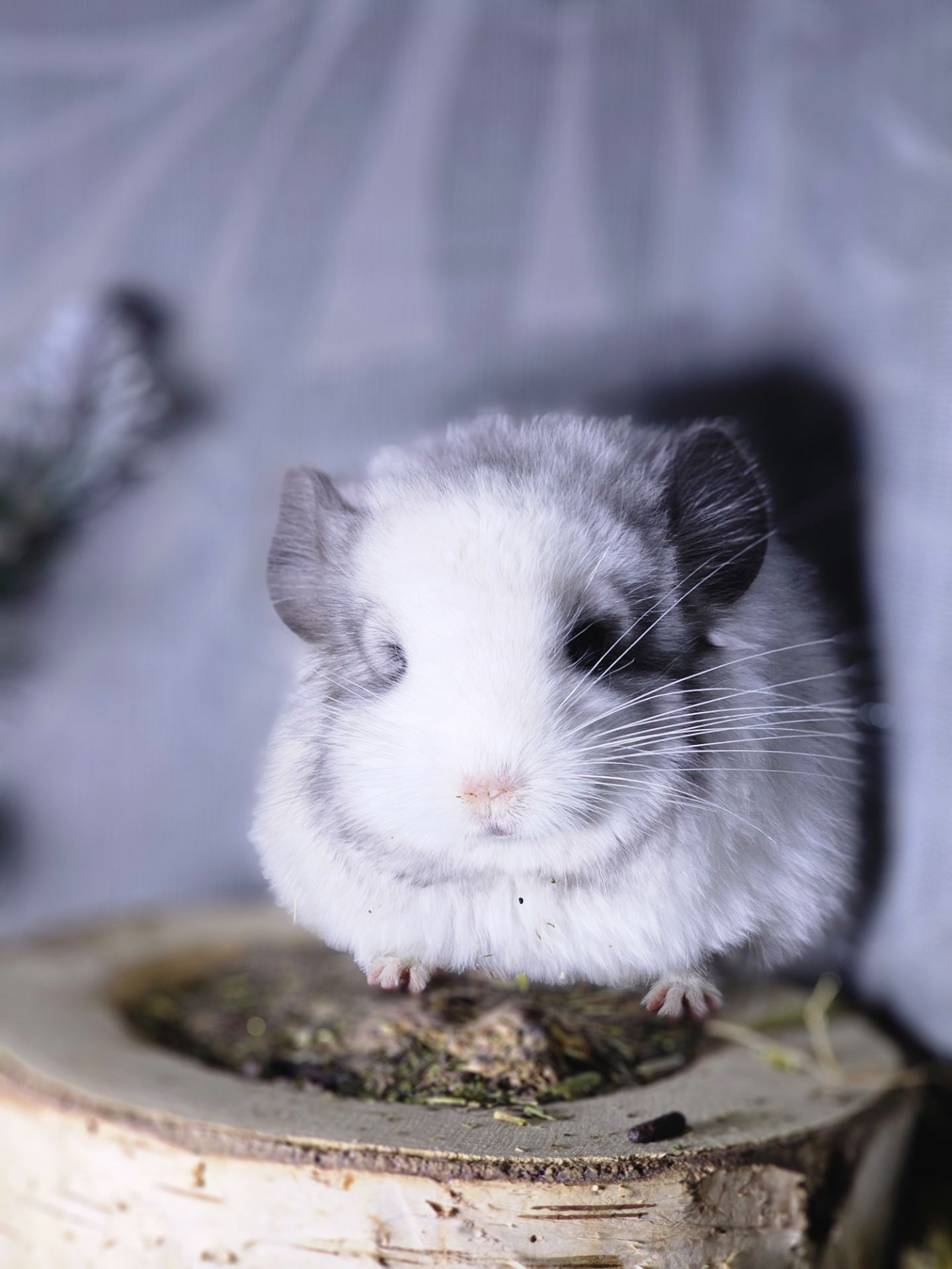 Белый Бархатный Ангоский Эбони