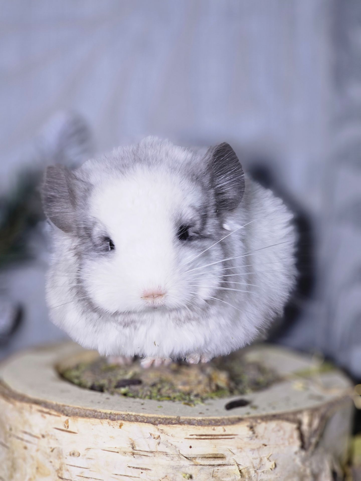 Белый Бархатный Ангоский Эбони