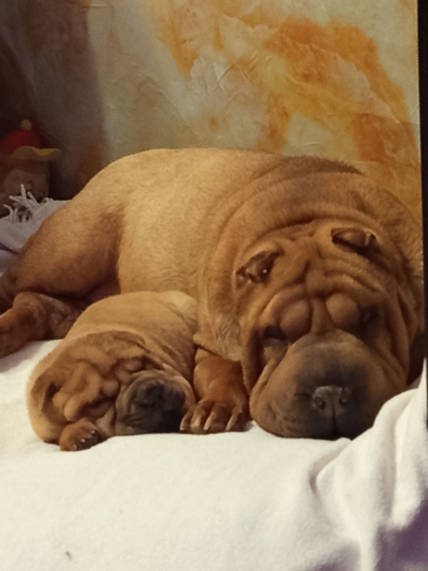 Щенок Шарпей