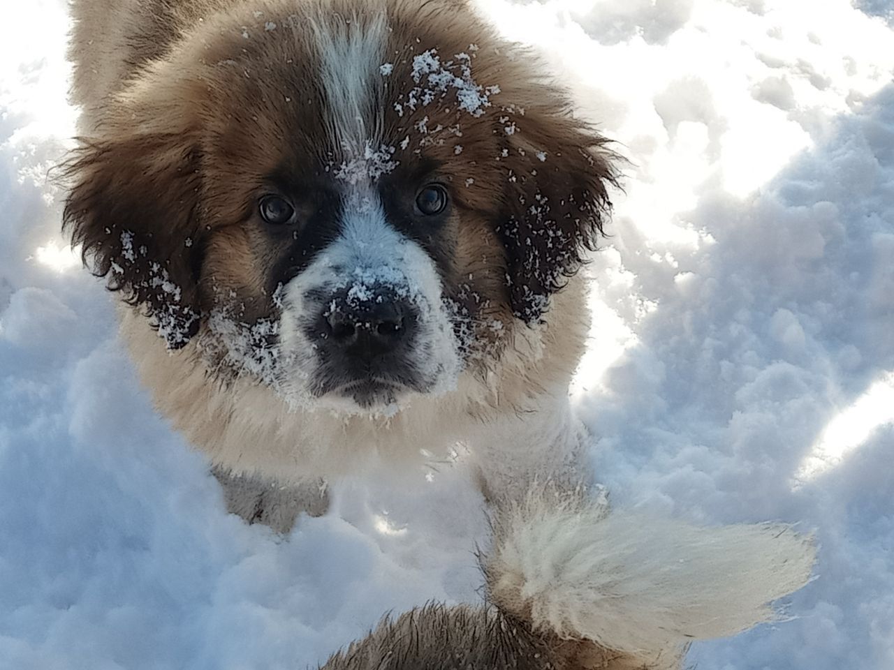 Цуценята Московської стороживої