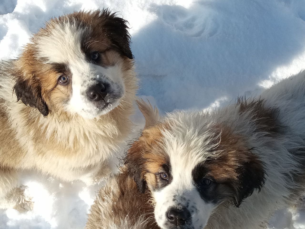 Цуценята Московської стороживої