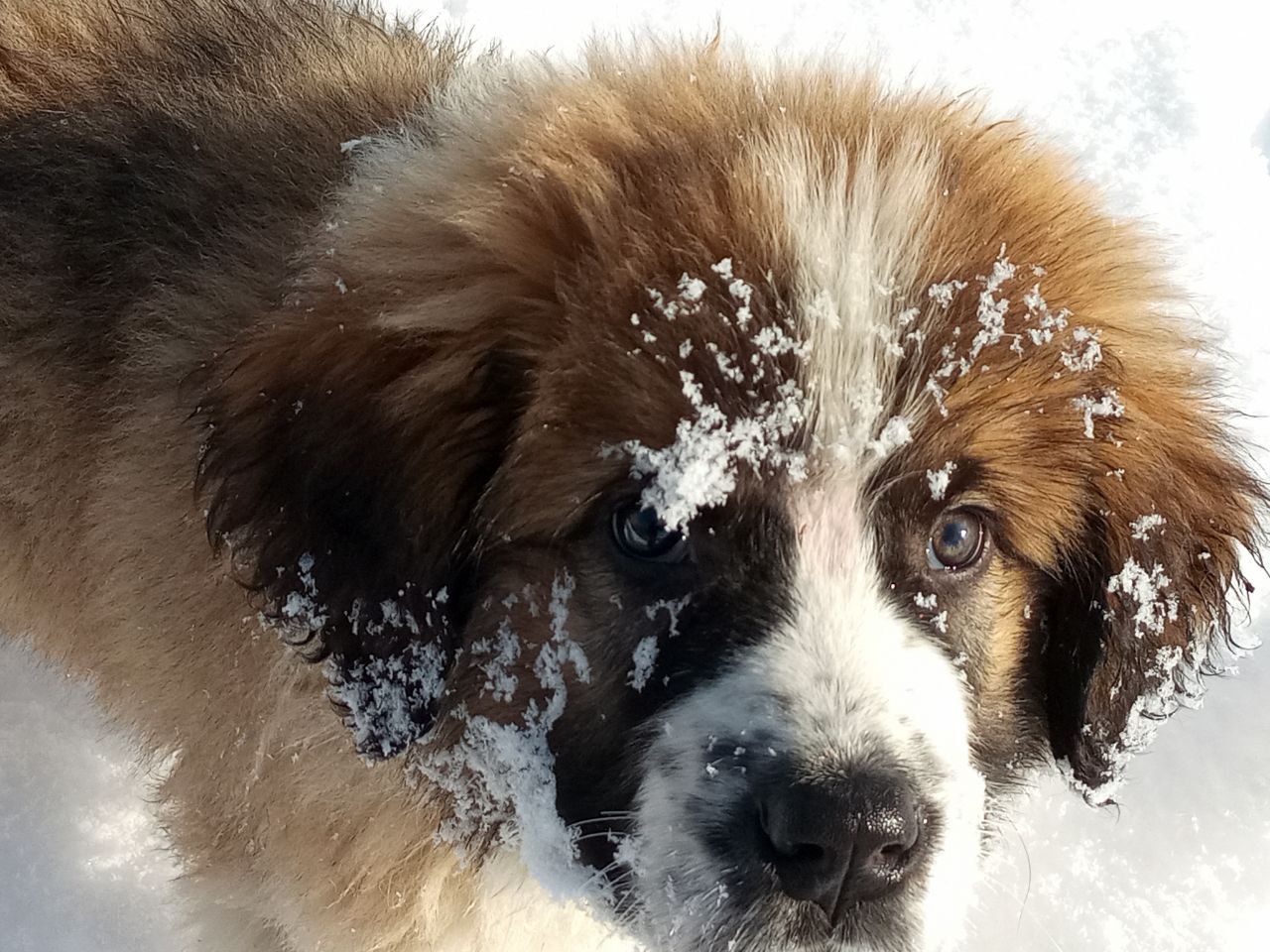 Цуценята Московської стороживої