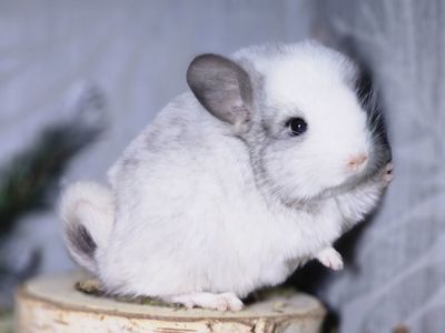 Белый Бархатный Ангоский Эбони